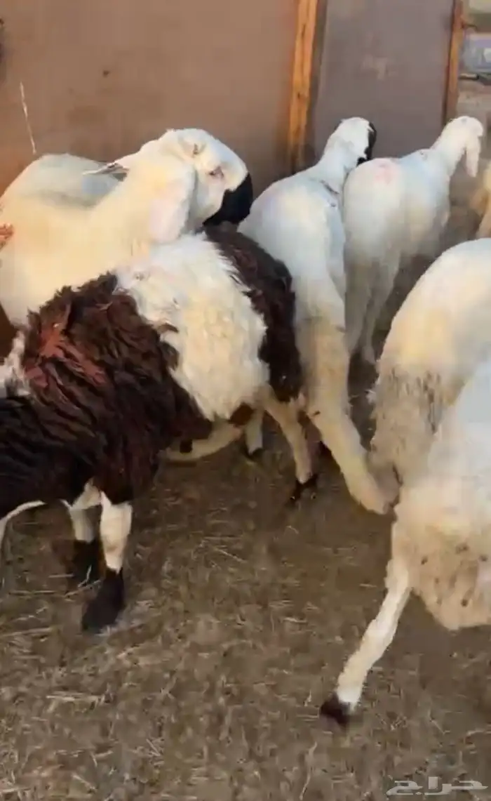 طليان سواكن جبر 2