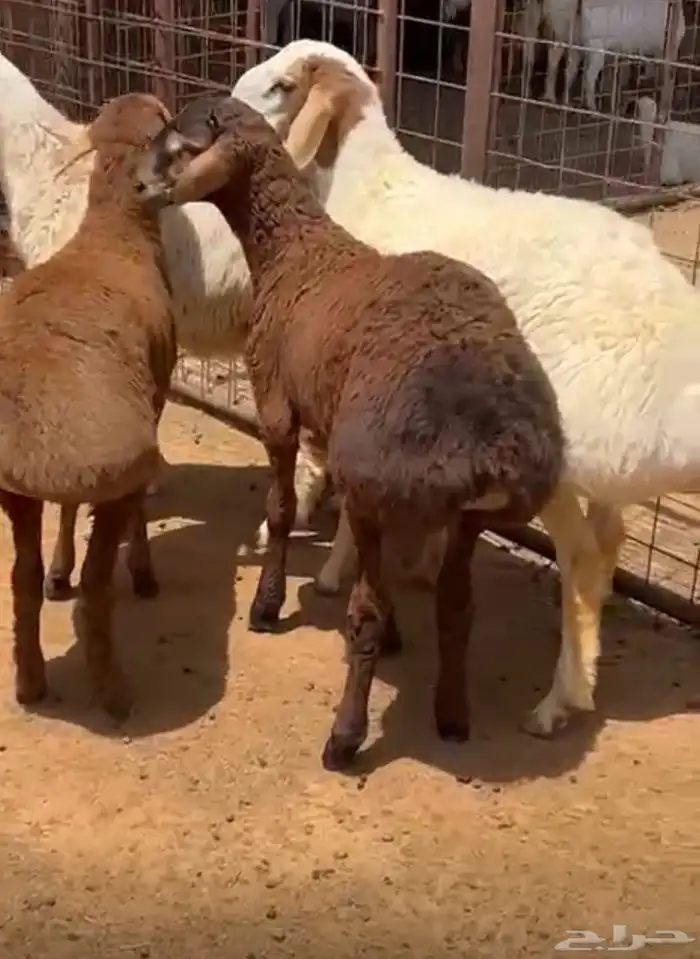 خرفان وضان افغاني نوادر 0