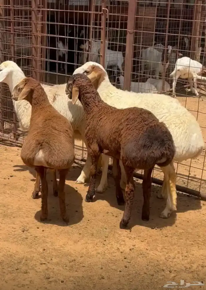خرفان وضان افغاني نوادر 1
