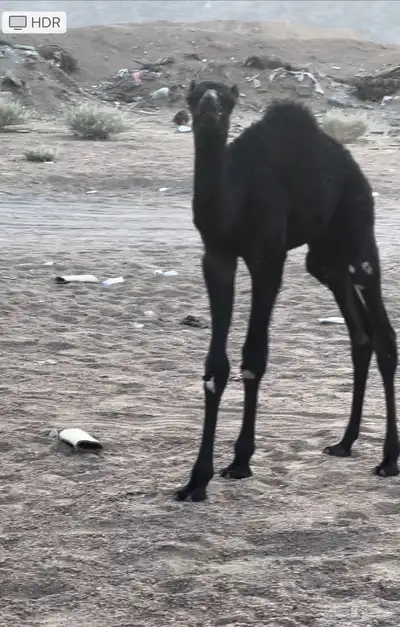 ناقه 2