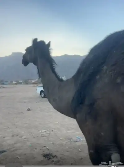 ناقه 1