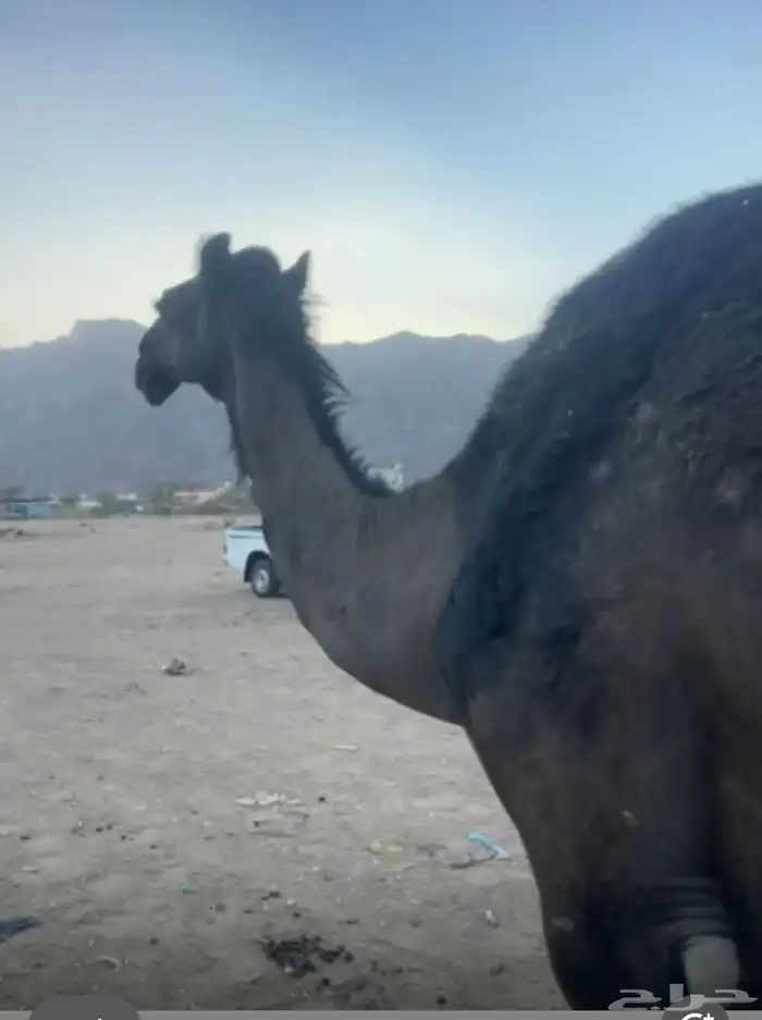 ناقه 1