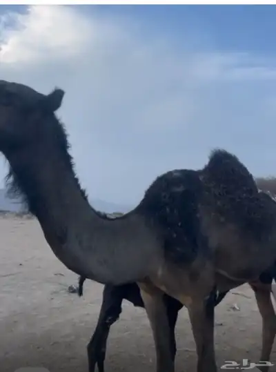 ناقه 0