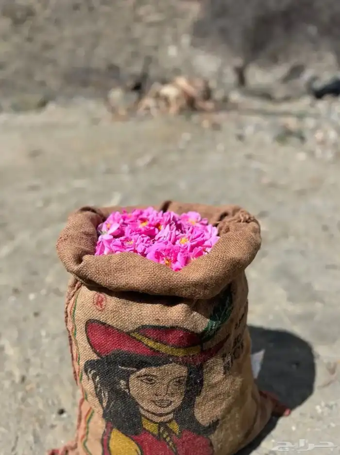 ورد طائفي قطف يومي 2