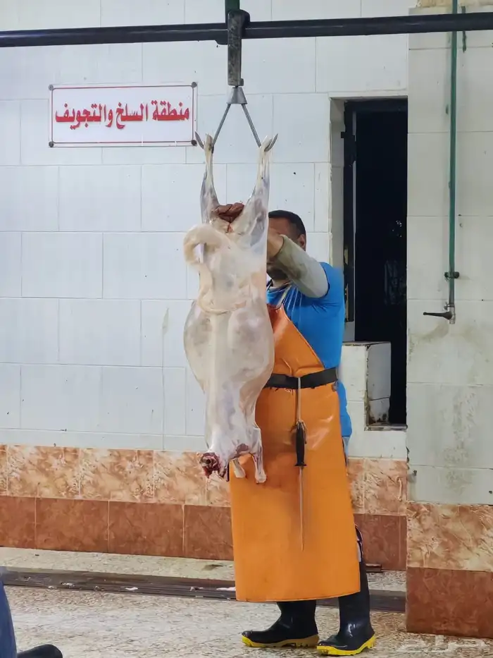 السيد للمواشي سواكني 8