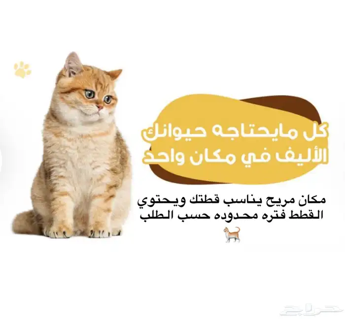 فندقه القطط 0