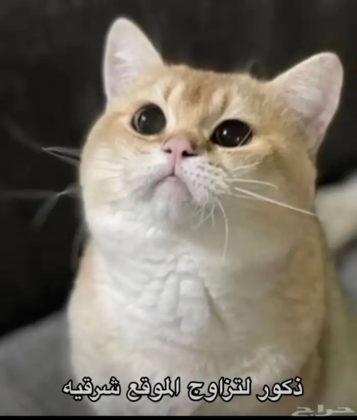 قط سكوتش وبرتش لتزاوج 1