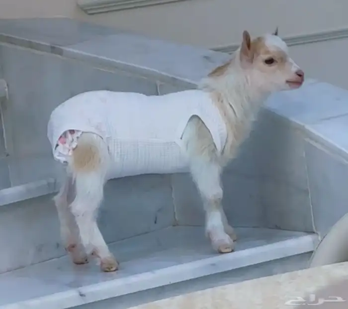 الماعز القزم 0