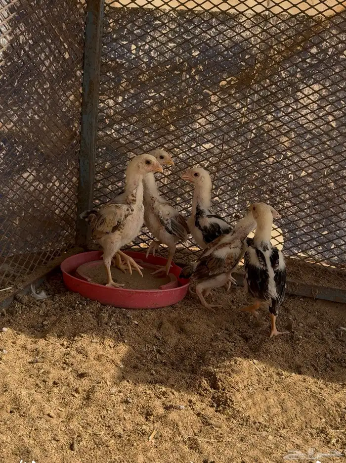 فروخ شامو ياباني 1