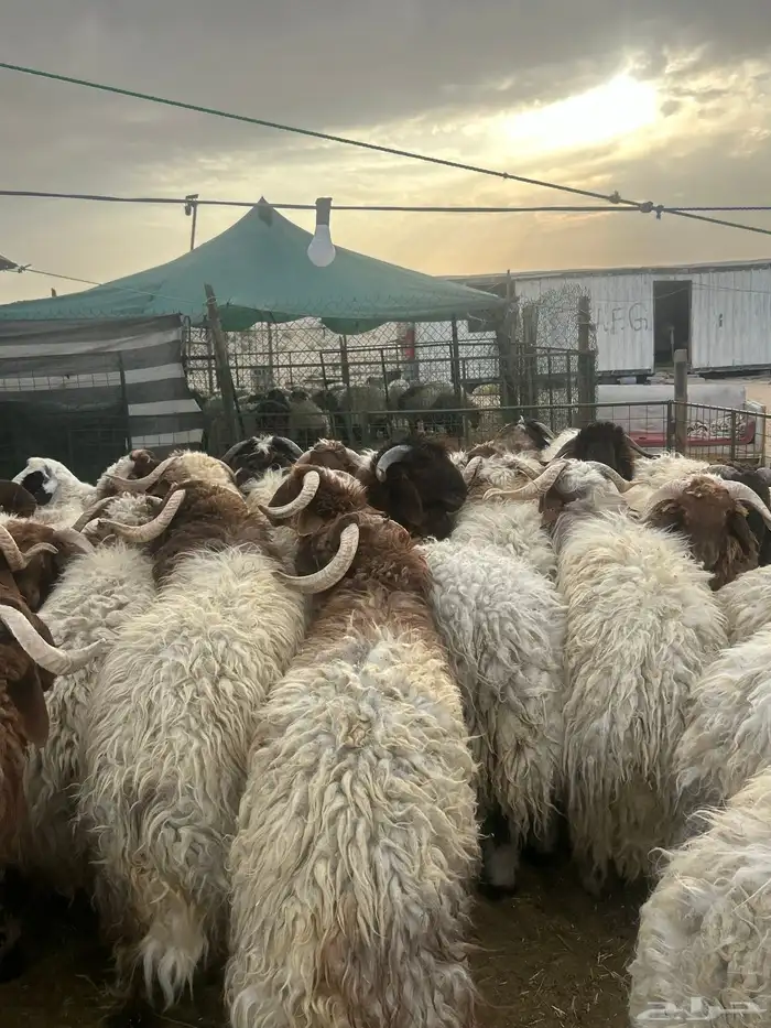 نعيم جبر ناهي ونعيم حبر ونعيم وسط 2