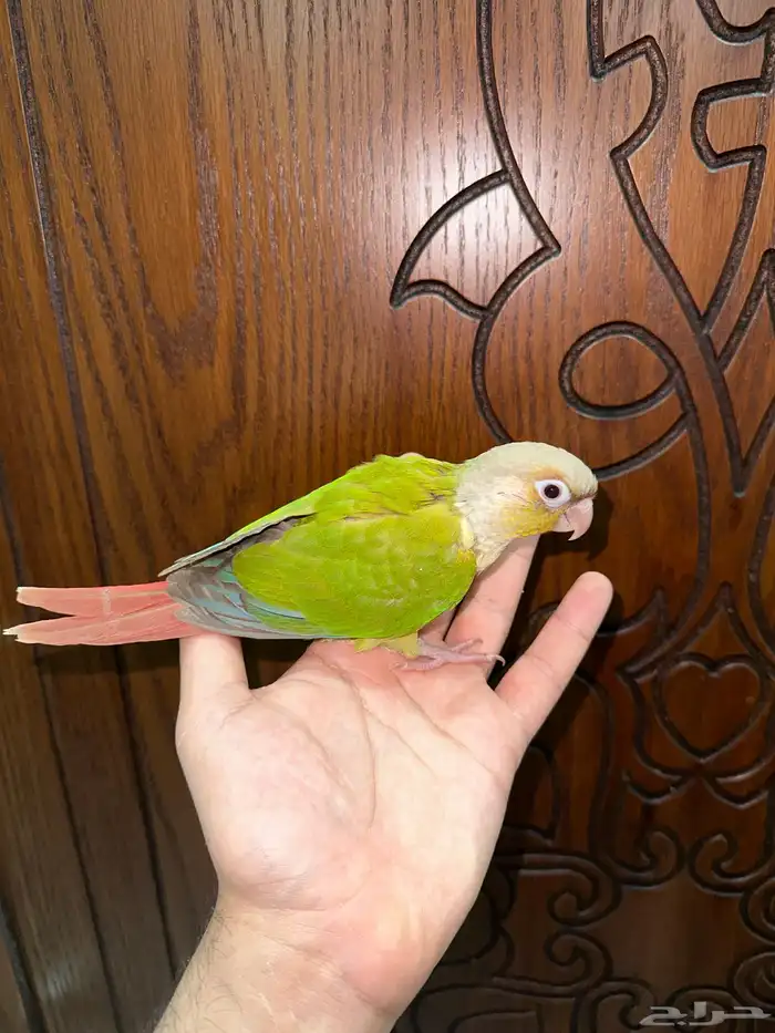 كنيور اناناس اليف جدا تم البيع 4