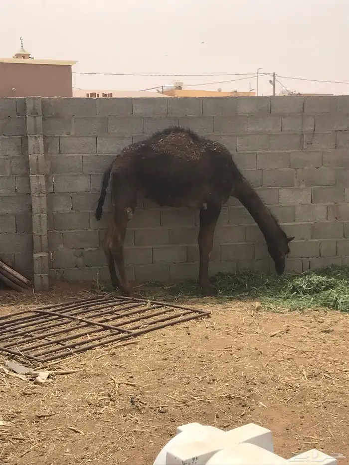 قعود مفرد شحم كفو الموقع في الجله حليب امها 0