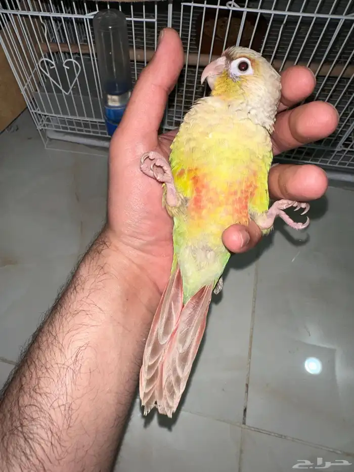 كنيور اناناس اليف جدا تم البيع 7