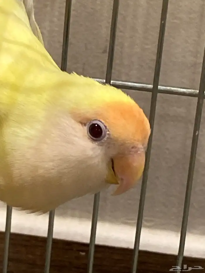 ببغا روز انثى انتاج   على اسوم عيونها حمرا . 1