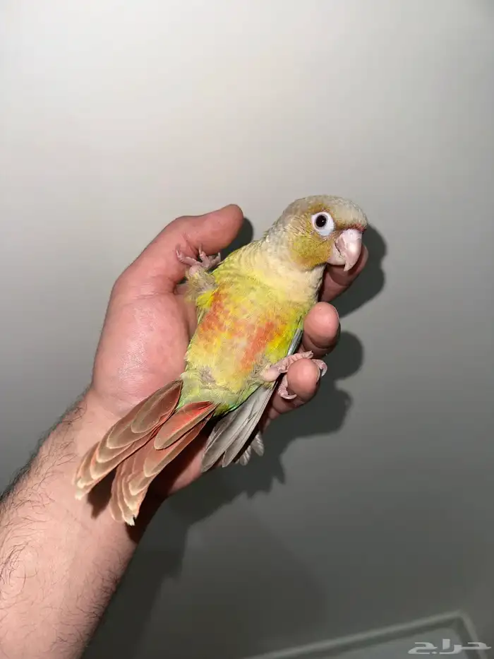 كنيور اناناس اليف جدا تم البيع 0