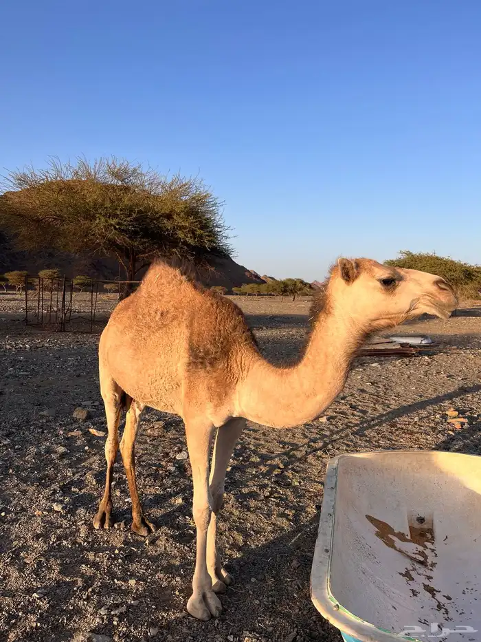 بكار 3