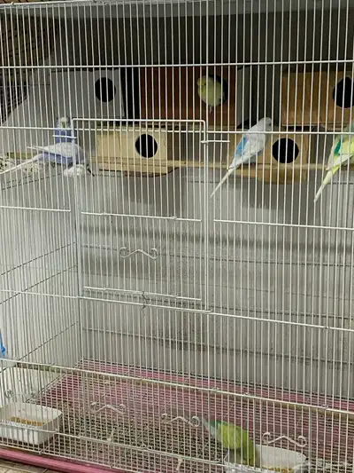 طيور حب 1
