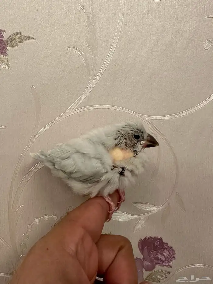 جاوا فروخ غر 9