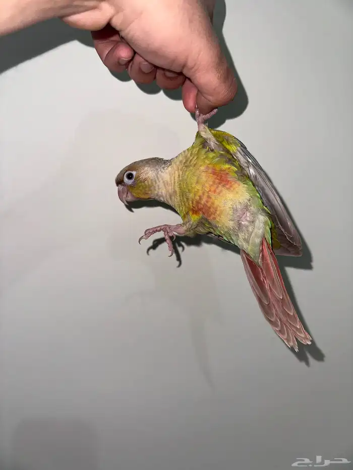 كنيور اناناس اليف جدا تم البيع 1