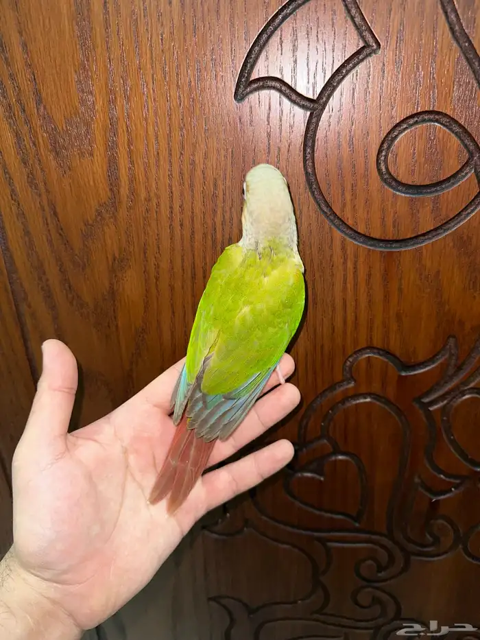 كنيور اناناس اليف جدا تم البيع 3