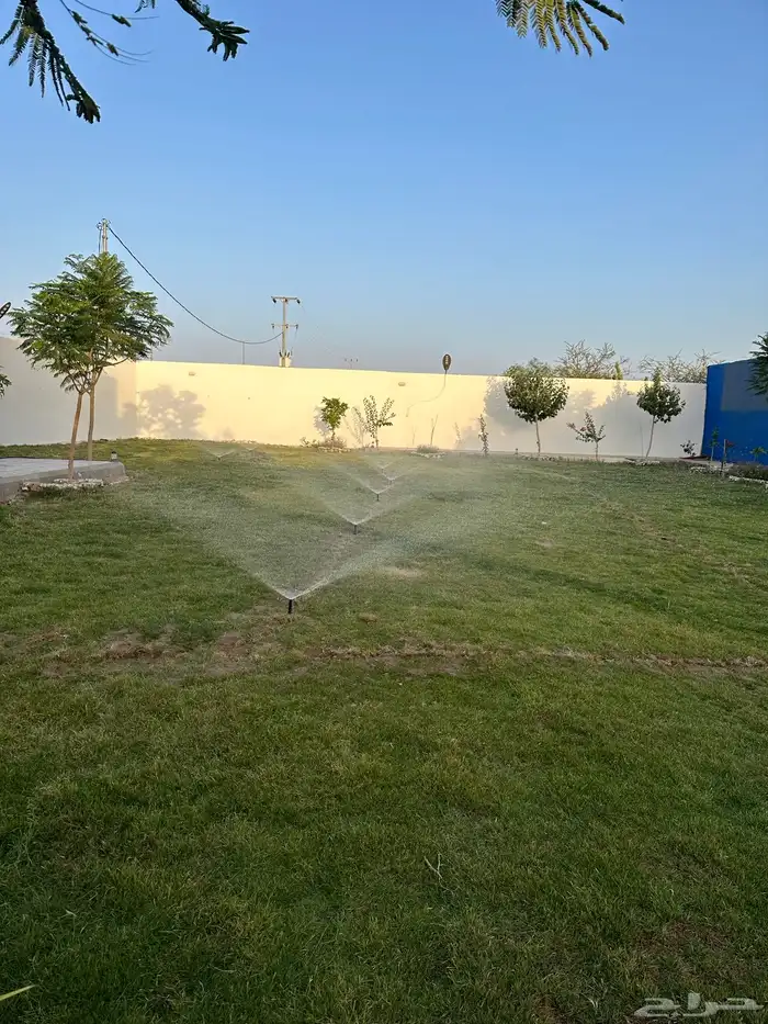 عشب طبيعي C2000 أمريكي 8