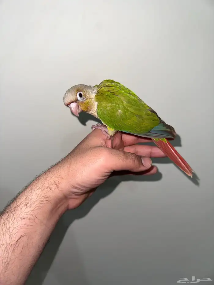 كنيور اناناس اليف جدا تم البيع 6