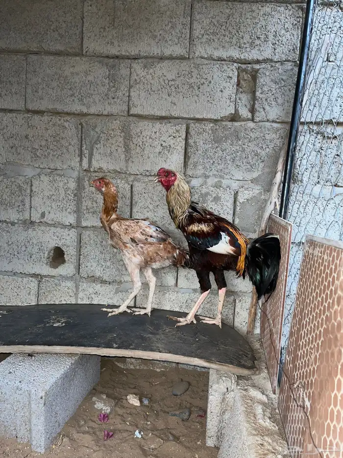 دجاج باكستاني 0
