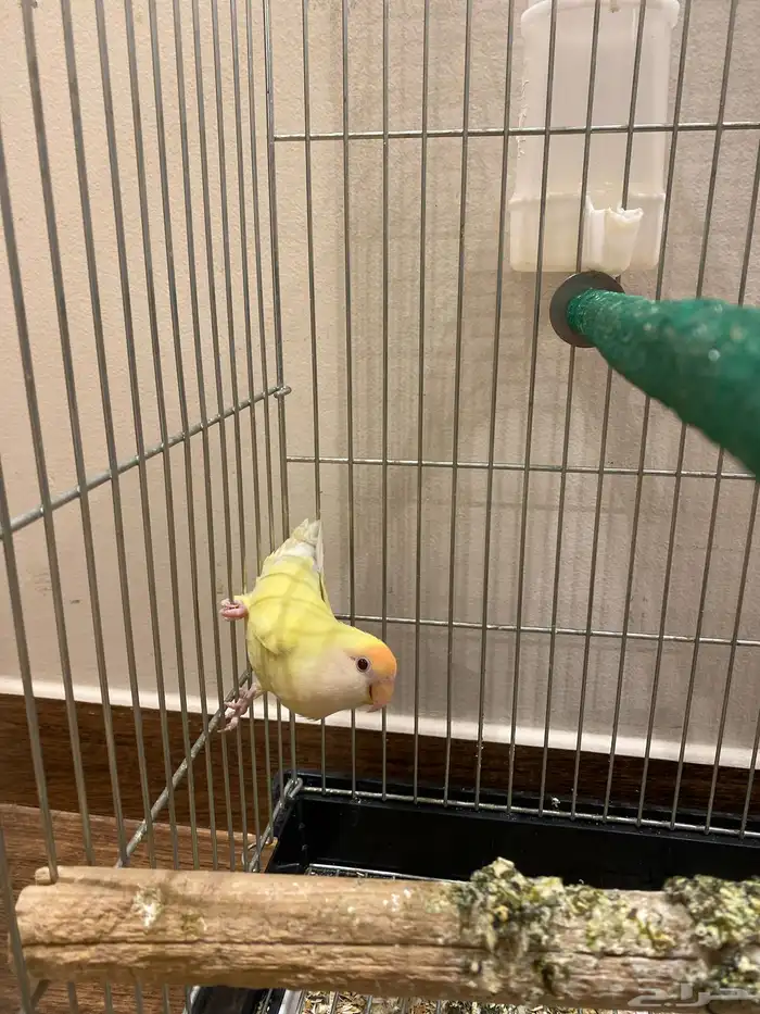 ببغا روز انثى انتاج   على اسوم عيونها حمرا . 0