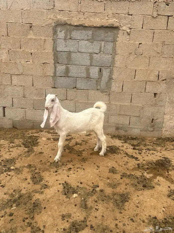 تيس مشروع فحل 0