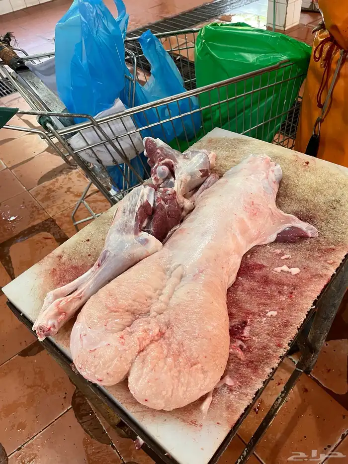 الهضاب العاليه لبيع الذبايح 3