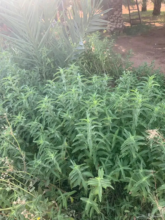 نعناع وحبك القصيم 3