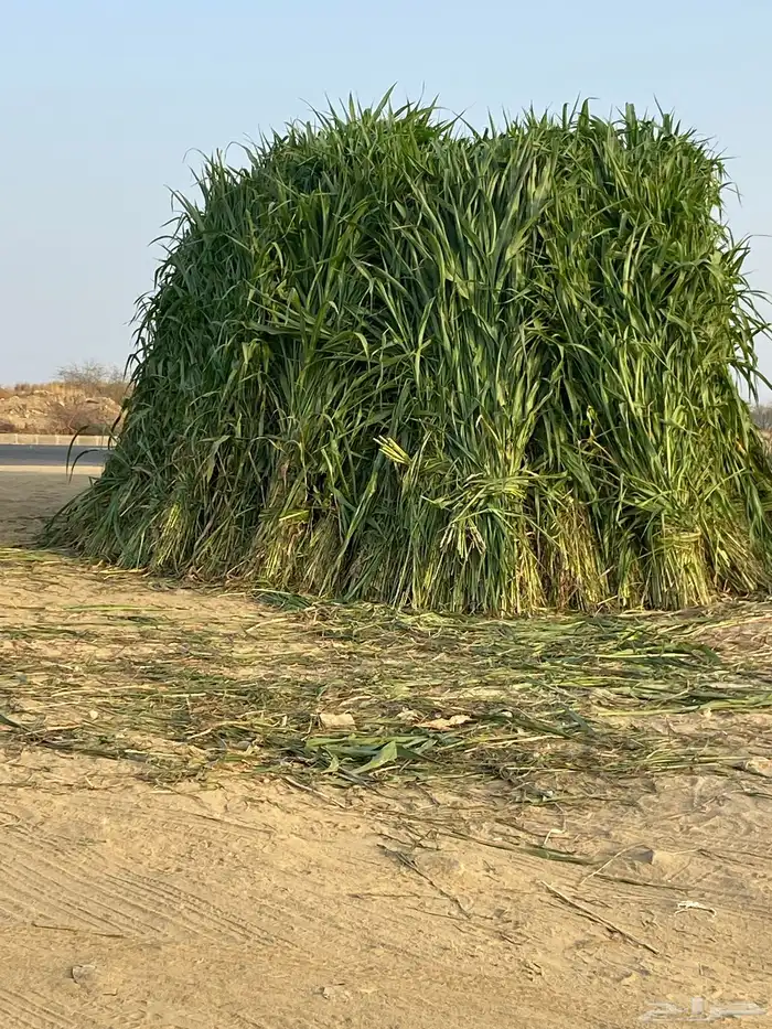 قصب للبيع 0
