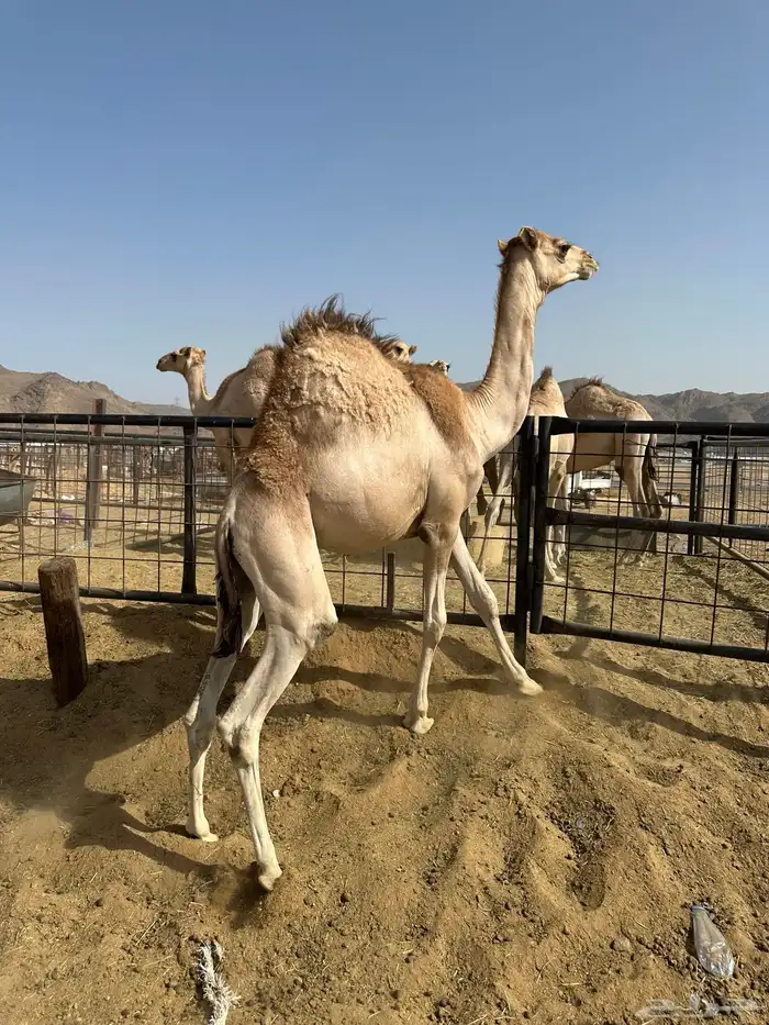 قعدان فل الفل 1