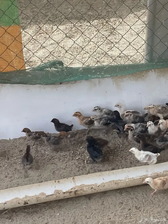 صيصان بلدي(تم البيع) 2