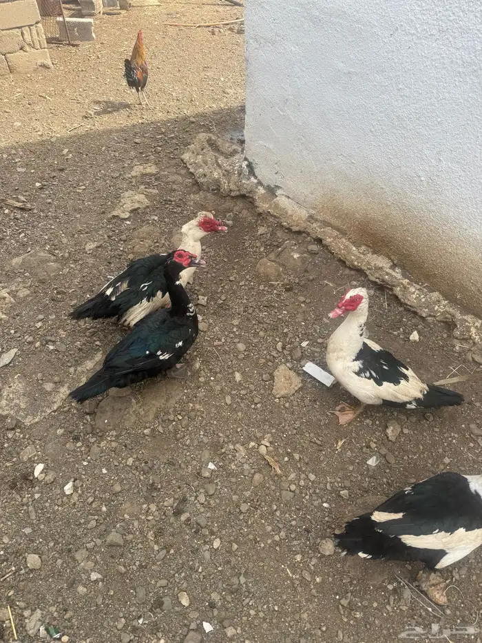 ذكور بط للبيع 0