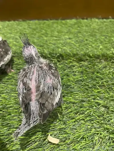 فروخ كروان وايت فيس 3