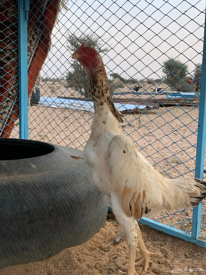 فروخ شامو ياباني 5