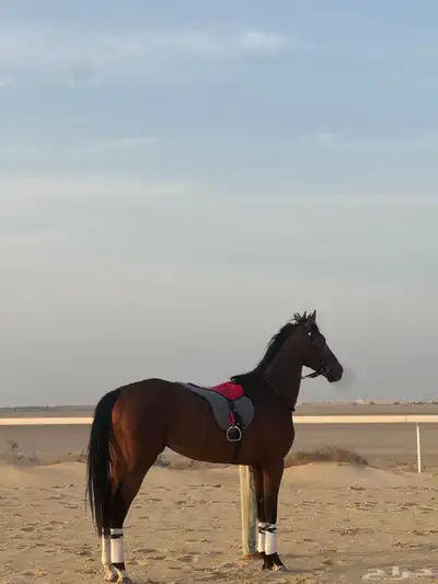 حصان انقليزي سبق index