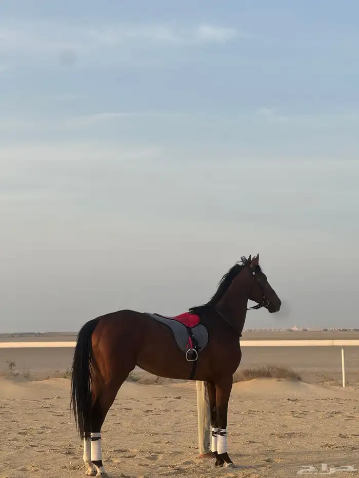 حصان انقليزي سبق 6