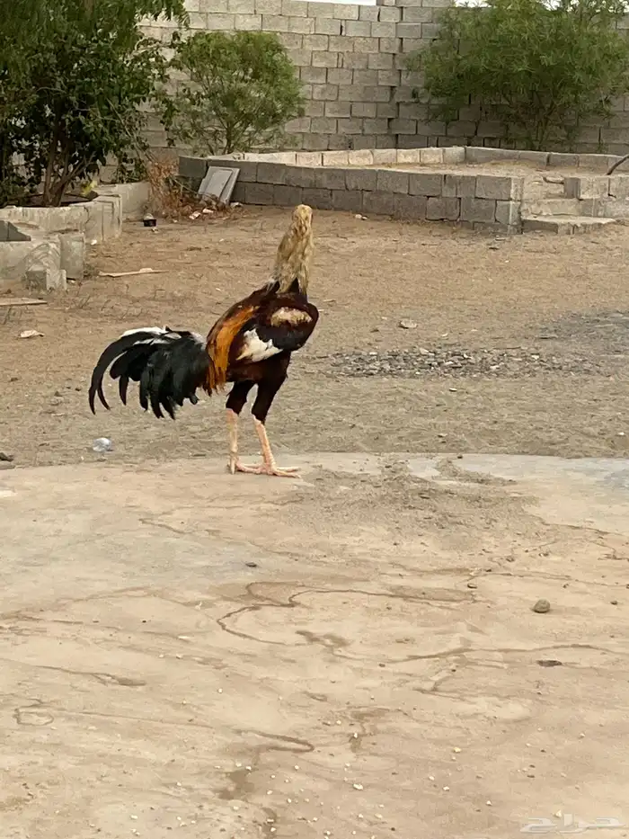 دجاج باكستاني 4