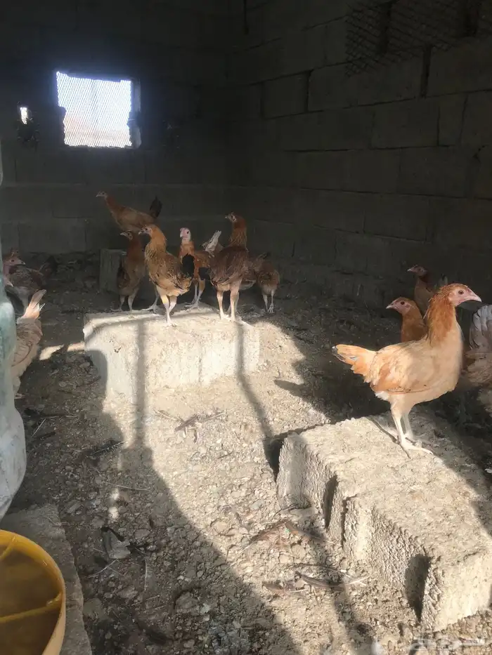 تم البيع 7