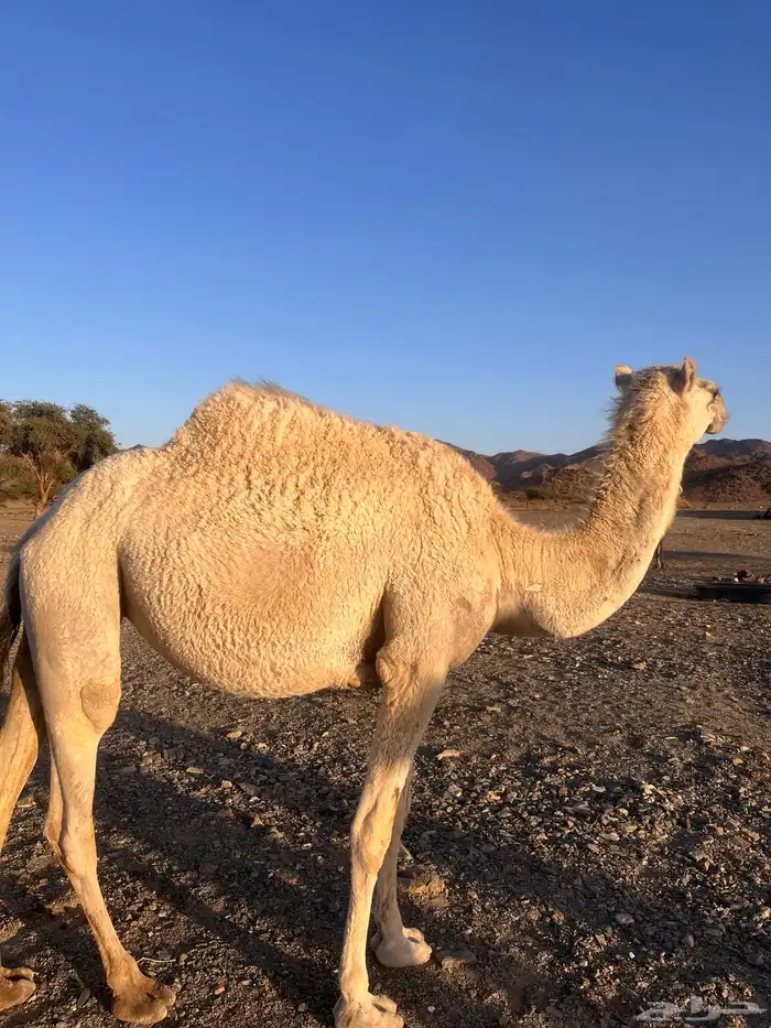 بكار 1