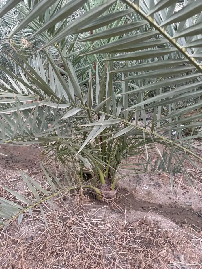 نخل برحي للبيع 2