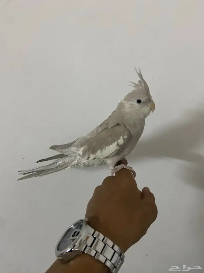كروان 1