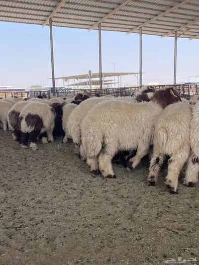 مشالله ذبايح فاخره 0
