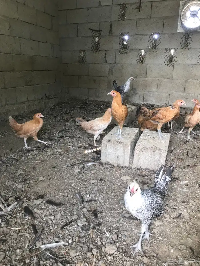 تم البيع 1