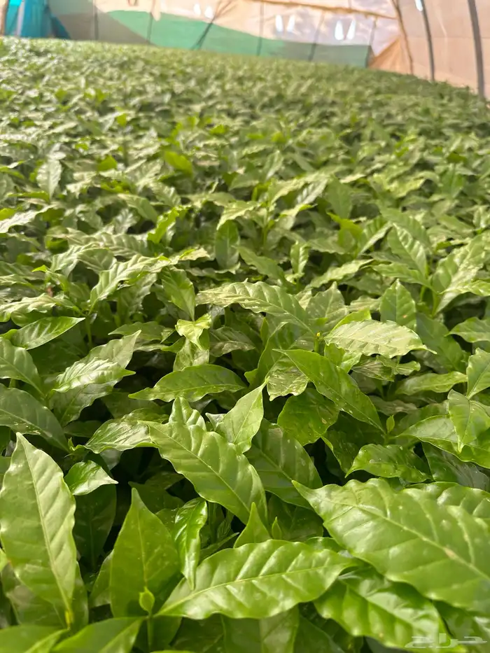 شتلات البن السعودي من جبال شدا الأعلى 17