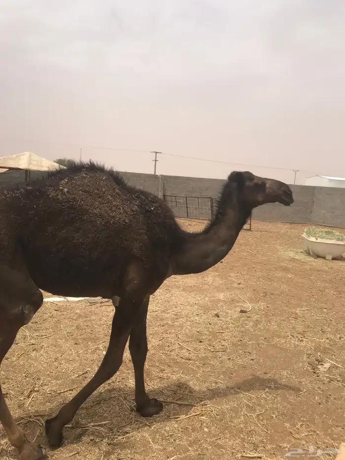 قعود مفرد شحم كفو الموقع في الجله حليب امها 1