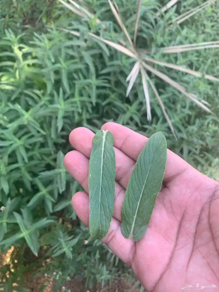نعناع وحبك القصيم 4