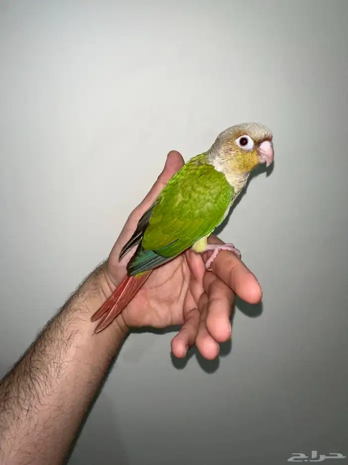 كنيور اناناس اليف جدا تم البيع 5